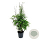 Fargesia nitida 'Gansu 95/2' 80-100 cm P27