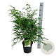 Fargesia robusta 'Pingwu' 60-80 cm 6L