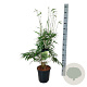 Fargesia robusta 'Pingwu' 80-100 cm 6L