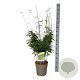 Fargesia robusta 'Tauro' 80-100 cm P27