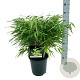 Fargesia rufa 40-60 cm 6,5L