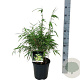 Fargesia rufa 50-60 cm 6L