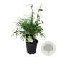 Fargesia rufa 50-60 cm 6L
