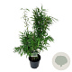 Fargesia robusta 'Wenchuan' 60-80 cm 6L