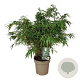 Fargesia robusta 'Wenchuan' 80-100 cm 14L