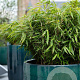Fargesia robusta 'Wenchuan' 80-100 cm 14L