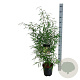 Fargesia scabrida 'Asian Wonder' 60-80 cm 6L