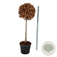 Fagus sylvatica 125 cm stam cont. 90L