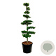 Fagus sylvatica 175-200 cm cont. 90L bonsai
