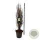 Frangula alnus Fine Line 150-175 cm cont. 55L extra