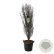 Frangula alnus Fine Line 170-200 cm cont. 55L extra