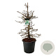Hydrangea petiolaris 100-125 cm cont. 55L extra
