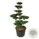 Ilex crenata 'Blondie' 150-175 cm cont. 180L bonsai