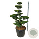Ilex crenata 'Blondie' 150-175 cm cont. 180L bonsai