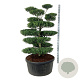 Ilex crenata 'Blondie' 150-175 cm cont. 240L bonsai