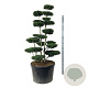 Ilex crenata 'Green Hedge' 175-200 cm cont. 230L bonsai