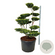 Ilex crenata 'Green Lustre' 150-175 cm cont. 230L