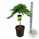Juniperus procumbens 'Nana' 60 cm stam 15L
