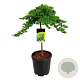 Juniperus procumbens 'Nana' 60 cm stam 15L