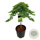 Juniperus procumbens 'Nana' 60 cm stam 15L