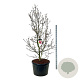 Magnolia 'Genie' 225-250 cm cont. 230L solitair
