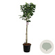 Magnolia 'Pink Beauty' 120 cm stam cont. 55L extra