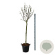 Magnolia 'Pink Beauty' 120 cm stam cont. 55L extra