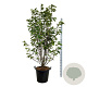 Magnolia 'Heaven Scent' 200-225 cm cont. 55L extra