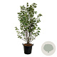 Magnolia 'Heaven Scent' 200-225 cm cont. 55L extra