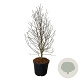 Magnolia loebneri 'Mag's Pirouette' 125-150 cm cont. 55L extra