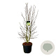 Magnolia loebneri 'Wildcat' 150-175 cm cont. 55L extra