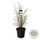 Magnolia stellata 100-125 cm cont. 55L extra