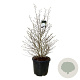 Magnolia stellata 125-150 cm cont. 55L extra
