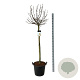 Magnolia 'Sunrise' 120 cm stam cont. 55L extra
