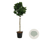 Magnolia 'Sunrise' 120 cm stam cont. 55L extra