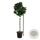 Magnolia 'Sunrise' 120 cm stam cont. 55L extra