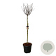 Magnolia 'Susan' 150 cm stam cont. 55L