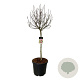 Magnolia 'Susan' 90 cm stam cont. 55L extra