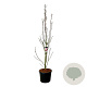 Magnolia Watermelon 250-300 cm cont. 90L extra
