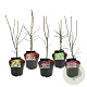 Mixlaag Acer palmatum veredeld 50-60 cm 4,5L