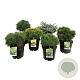 Mixlaag veredelde coniferen exclusief 40-50 cm 15L
