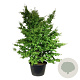 Parrotia persica 300-350 cm cont. 500L solitair