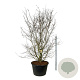 Parrotia persica 300-350 cm cont. 500L solitair