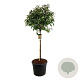 Photinia fraseri 'Red Robin' 120 cm stam cont. 90L extra