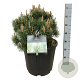 Pinus mugo 'Green Column' 40-50 cm 30L extra