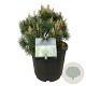 Pinus mugo 'Green Column' 40-50 cm 30L extra