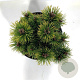 Pinus mugo 'Ophir' 15-20 cm