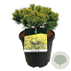 Pinus mugo 'Ophir' 40-50 cm 15L