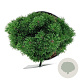 Pinus mugo 'Sherwood Compact' 15-20 cm