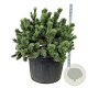 Pinus mugo 100-125 cm cont. 230L solitair